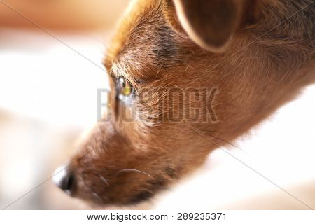 Cute Dog Paying Attention To Something Out Of Frame - Close Up