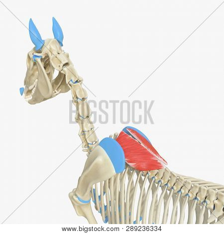 3d rendered medically accurate illustration of the equine muscle anatomy - Rhomboideus Thoracis