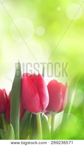 Beautiful Red Tulips At Springtime With Bright Bokeh Effects