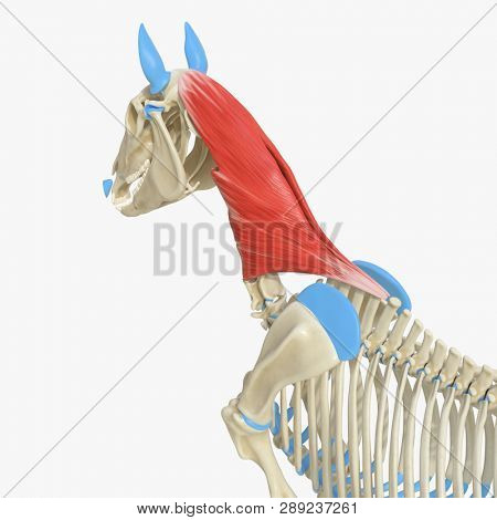 3d rendered medically accurate illustration of the equine muscle anatomy - Splenius