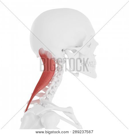 3d rendered medically accurate illustration of the Splenius Capitis