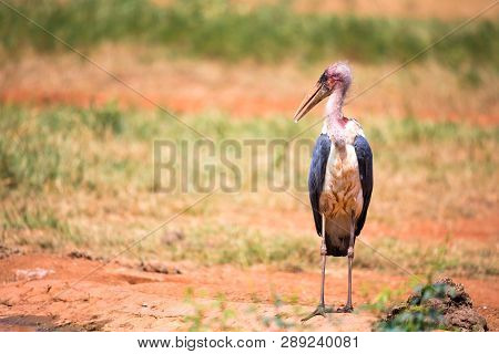 One Marabou Bird In The Savanna With Red Soil