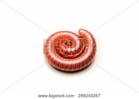 A Millipede That Is Curled Up In A Circle With A White Background Indicating That It Is Defending It