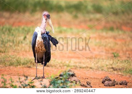 A Marabou Bird In The Savanna With Red Soil