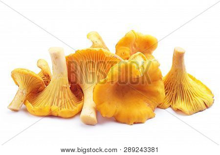 Chanterelles Mushrooms On A White Background Close Up