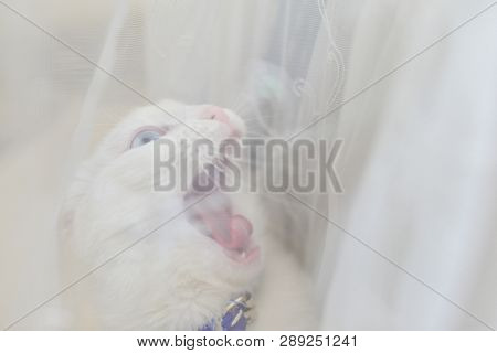 White cute cat 