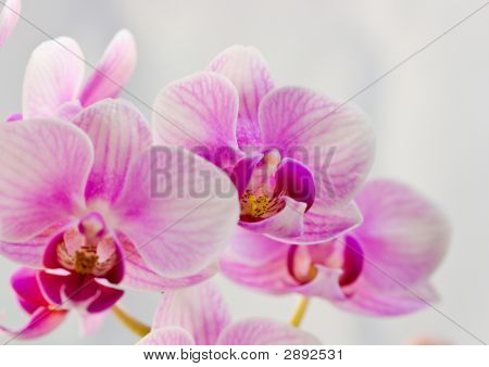 Orchide