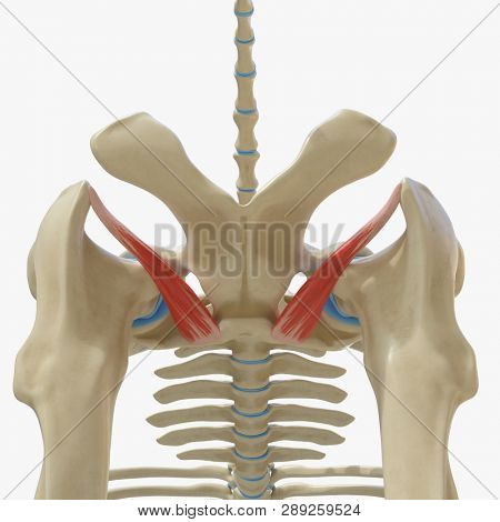 3d rendered medically accurate illustration of the equine muscle anatomy - Obturator Externus