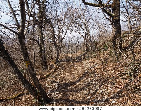 Path Leading To The Top Of The Mount Rachet In The Chartreuse Mountain