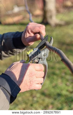 Garden worker cut the trees sprout with secateurs in spring time