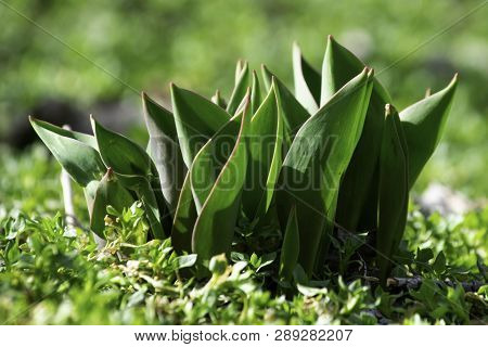 Tulip Leaves That Have Risen In The Garden In Early Spring On Bright Sunny Day Among The Grass