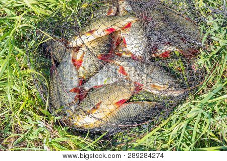 Caught Fish On The Shore In A Fishing Cage On Green Grass. Rudd - Scardinius Erythrophthalmus
