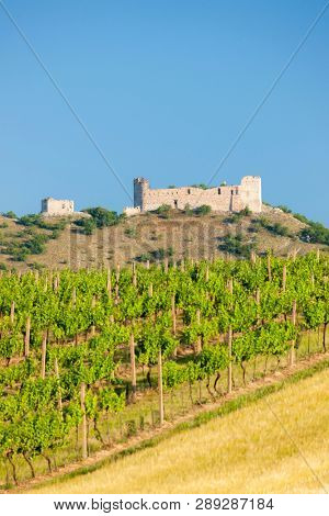 vineyards, castle Devicky, Palava, Moravia region, Czech Republic