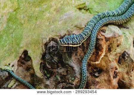Green Snake In The Nature For Animal And Wildlife Concept