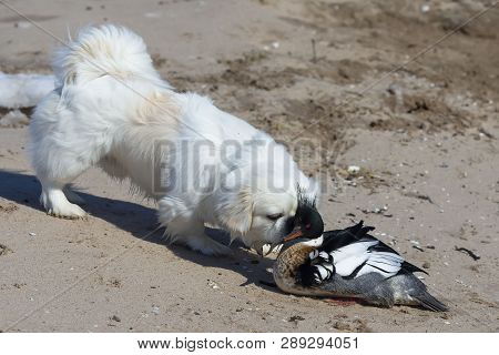 Curious White Puppy Pekignese With Red-breasted  Merganser On The Shore Lake Michigan