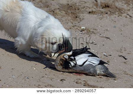 Curious White Puppy Pekignese With Red-breasted  Merganser On The Shore Lake Michigan