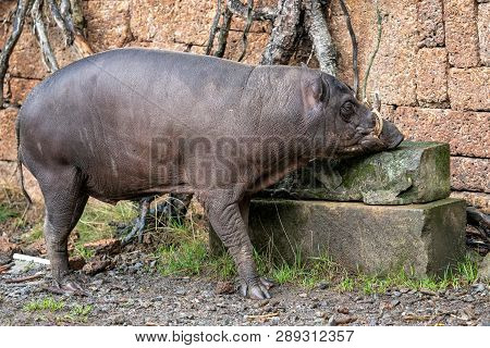 Babirusa Celebes Babyrousa Babyrussa Endangered Animal Species