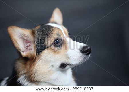 Pembroke Welsh Corgi
Bold, Wilful Nature, Smart & Sassy