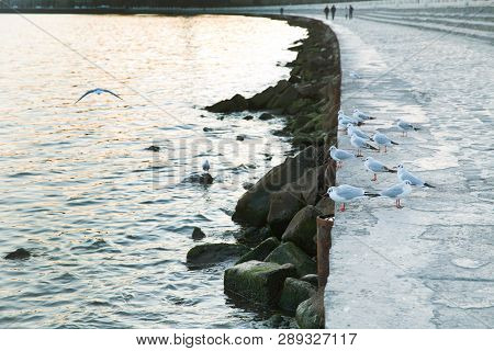A Flock Of Seagulls Standing Near The Sea . A Flock Of Seagulls Standing Near The Sea, Brown-headed 