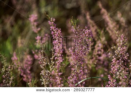 Tamarix Ramosissima. Tamarix  In Bloom. Desert Plant. Macro. Pink, Green.