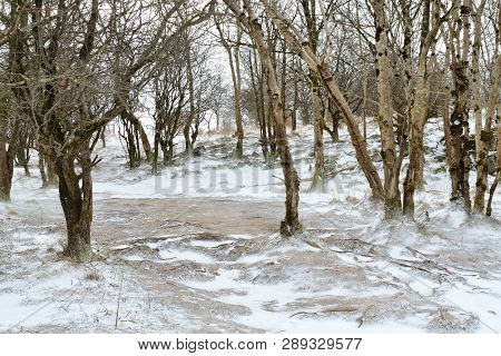 Snow On The Ground In The Woods Around Cheddar Gorge In Somerset