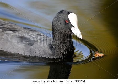 Close Up Of A Coot Swimming In The Water
