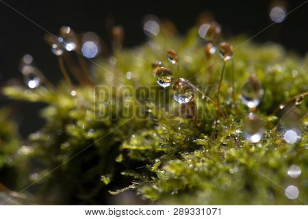 Hypnum Moss Cypress With Dew In The Forest. Close-up, Bokeh.