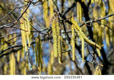 The Young Yellow-green Blooming Long Catkins On Alder Tree (alnus) Branches In Early Spring Season