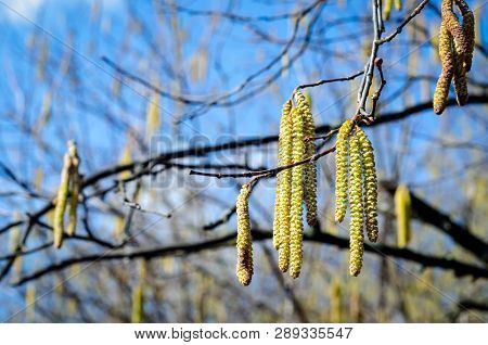 The Young Yellow-green Blooming Long Catkins On Alder Tree (alnus) Branches In Early Spring Season