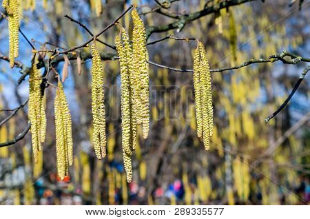 The Young Yellow-green Blooming Long Catkins On Alder Tree (alnus) Branches In Early Spring Season