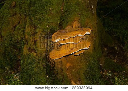 Ganoderma Applanatum Bracket Fungus