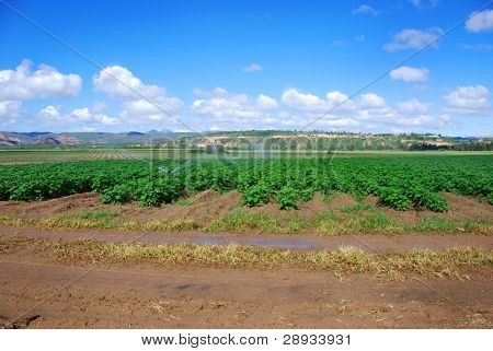 Landschaft einer Kartoffel-Kultur auf dem Feld
