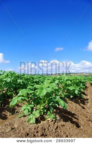 gesunde junge Kartoffelpflanzen auf dem Feld