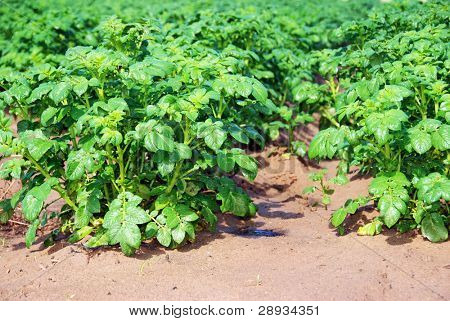 Junge Kartoffelpflanzen auf dem Feld