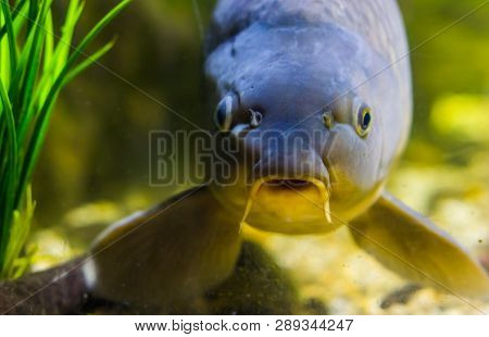 Funny European Carp Face In Closeup, Popular Fish From The Waters Of Eurasia