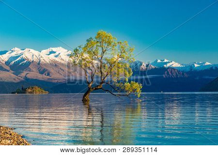 The famous Lonely tree of Lake Wanaka and snowy Buchanan Peaks, South Island, New Zealand