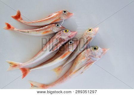 Brightly Colored Sea Fish - Red Gurnard, On White Background
Scientific Name: Chelidonichthys Cuculu