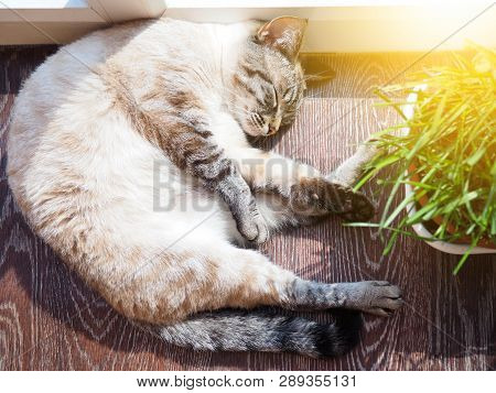 Beige Cat Sleeping At The Sun Spot With A Bunch Of Fresh Grass
