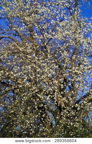 Fruit Tree Blossom: Sour Cherry (prunus Cerasus) Blossoms In Spring, Cherry Tree In Bloom