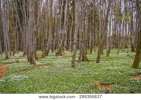 Spring Awakening: Forest Of Hornbeams (carpinus Betulus) And Soil Covered With Flowering Anemones (a