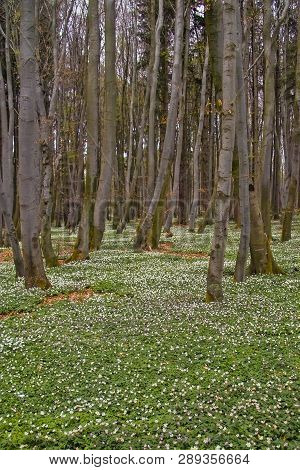 Spring Awakening: Forest Of Hornbeams (carpinus Betulus) And Soil Covered With Flowering Anemones (a