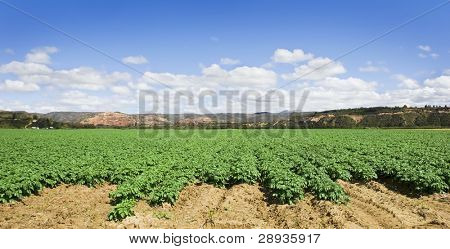 grüne Kartoffelfeld mit schönen Himmel