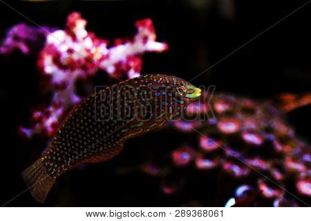 Ornate Leopard Wrasse Fish In Coral Reef Aquarium Tank