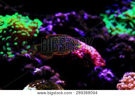 Ornate Leopard Wrasse Fish In Coral Reef Aquarium Tank