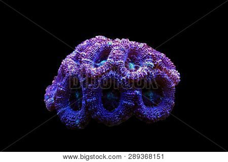 Acanthanstrea (acan) Lps Coral In Closeup Shoot