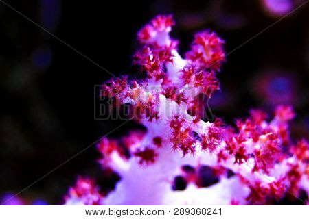 Dendronephthya Soft Coral Sp. (tree Soft Coral)