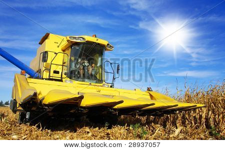 Combinare giallo raccolta mais in una fattoria