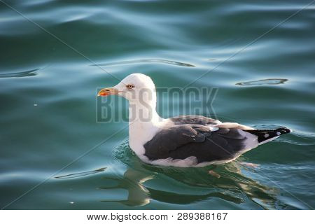 Pearched seagul by the water, nature photography, larus argentatus