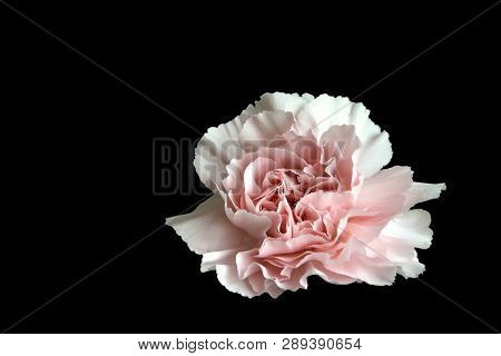 Close Up One Pink Gillyflower Isolated On Black Background