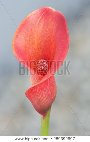 A Red Flowers Bloom, With Blurred Background